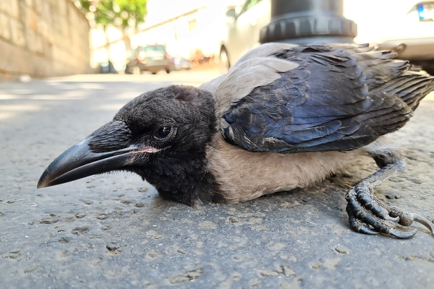 bonte kraai (corvus cornix) 7-2023 120916